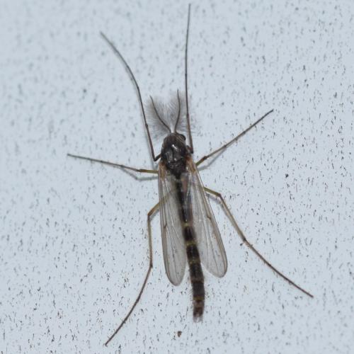 Réf. 334 741 : Chironomus sp.